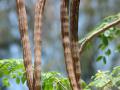 Moringa (Moringa oleifera) pods