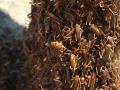 Swarm of Mormon crickets (Anabrus simplex)