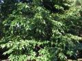 White mulberry (Morus alba), habit