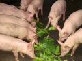 Pigs eating mulberry leaves