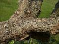Black mulberry bark (Morus nigra)