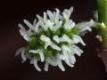 Female flowers of black mulberry (Morus nigra)