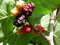 Ripe fruit and foliage of black mulberrry (Morus nigra)