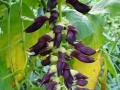 Velvet bean (Mucuna pruriens) flowers