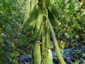 Velvet bean (Mucuna pruriens) fruits