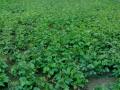 Mung bean (Vigna radiata) field