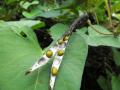 Mung bean (Vigna radiata) pods