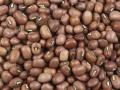 Mung beans (Vigna radiata), red variety