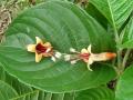 Nacedero (Trichanthera gigantea), flowers, Colombia