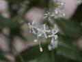 Neem (Azadirachta indica) flowers