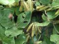 Perennial soybean (Neonotonia wightii), pods, Hawaii