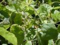 Perennial soybean (Neonotonia wightii), Hawaii