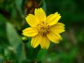 Niger (Guizotia abyssinica) flower