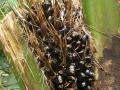 Oil palm (Elaeis guineensis), fruits, Kew Gardens, London