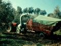 Olive forage chopping machine, Andalusia, Spain