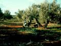 Olives picked on the ground