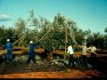 Olives collected with a net