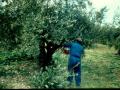 Olive tree (Olea europaea) hand pruning, Andalusia, Spain