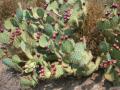 Opuntia, South of France