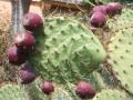 Opuntia fruits, South of France