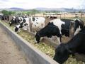 Dairy cattle eating Opuntia cactus