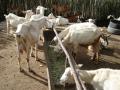 Goats eating Opuntia in Brazil