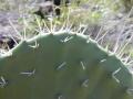 Prickly pear (Opuntia ficus-indica), spines