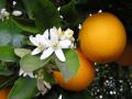 Orange (Citrus x sinensis), fruits and flowers