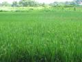 Rice field, Central Vietnam