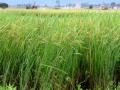 Rice field during harvest, Central Vietnam