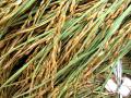 Harvested rice, Central Vietnam