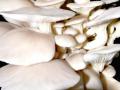 Oyster mushrooms (Pleurotus ostreatus)