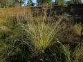 Pangola grass (Digitaria eriantha), Australia