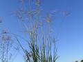 Pangola grass (Digitaria eriantha), Australia