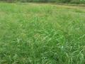 Blue panic (Panicum antidotale), Molokai, Hawaii
