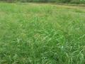 Blue panic (Panicum antidotale), Molokai, Hawaii