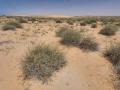 Desert grass (Panicum turgidum) tussocks