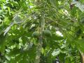 Papaya (Carica papaya), fruits and leaves, Kew Gardens, London