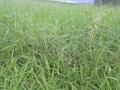 Para grass (Brachiaria mutica), habit, Hawaii
