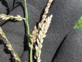 Para grass (Brachiaria mutica), seedhead