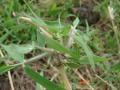 Para grass (Brachiaria mutica), stems and leaves