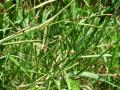 Scrobic (Paspalum scrobiculatum), Hawaii