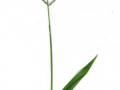 Scrobic (Paspalum scrobiculatum)