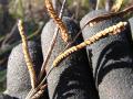 Scrobic (Paspalum scrobiculatum) seedheads