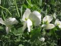 Pea flowers