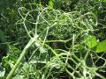 Pea leaves and vines