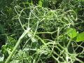 Pea leaves and vines