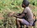 Peanut harvesting