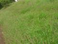 Pennisetum polystachion in Maui, Hawaii