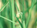 Kikuyu (Pennisetum clandestinum) inflorescence